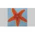 Rozgwiazda (D26) obraz z mozaiki 180x190cm